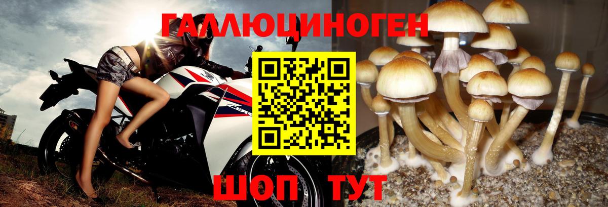 Майкоп  Псилоцибиновые грибы GOLDEN TEACHER  Вход с VPN  Псилоцибиновые грибы мицелий 